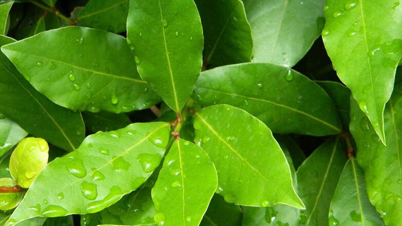 Bay leaf, essential for use in diabetes mellitus